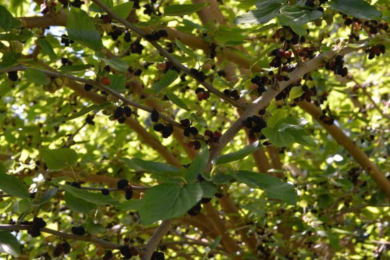 Rectoria De Castellar Βίλα La Vall de Bianya Εξωτερικό φωτογραφία