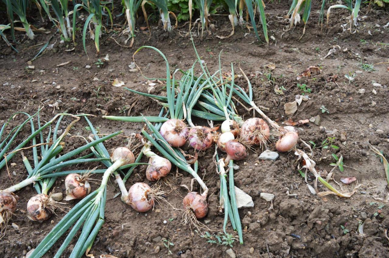 Rectoria De Castellar Βίλα La Vall de Bianya Εξωτερικό φωτογραφία